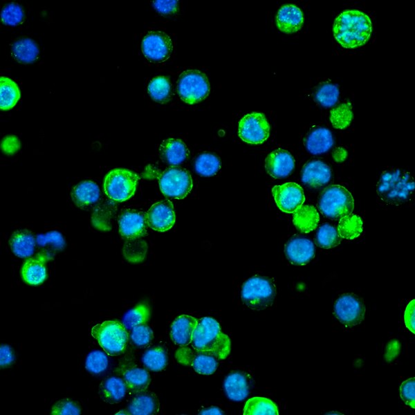 Immunofluorescent image of male chicken primordial germ cells labeled with DSHB antibody MC-480 (SSEA-1) against Stage-specific embryonic antigen 1/CD15/Fut4 (green). PMID: 39794966, Fig. 1E.
